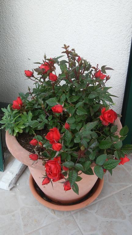 Country House Rusula Vrsine Εξωτερικό φωτογραφία